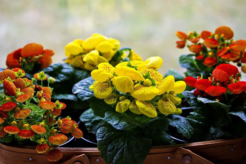 sisäkukka calceolaria
