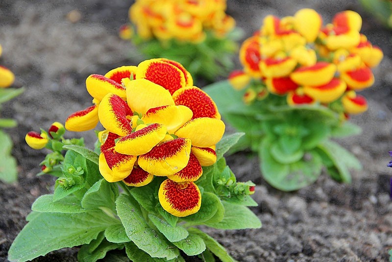 Calceolaria-lajikkeet kotikasvatukseen