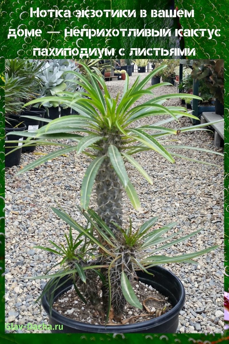pachypodium kaktus lehdillä