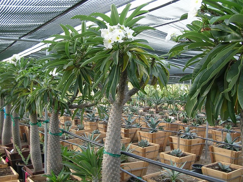 pachypodium kaktus lehdillä lastentarhassa