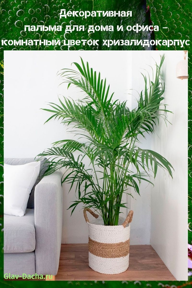 sisäkukka chrysalidocarpus