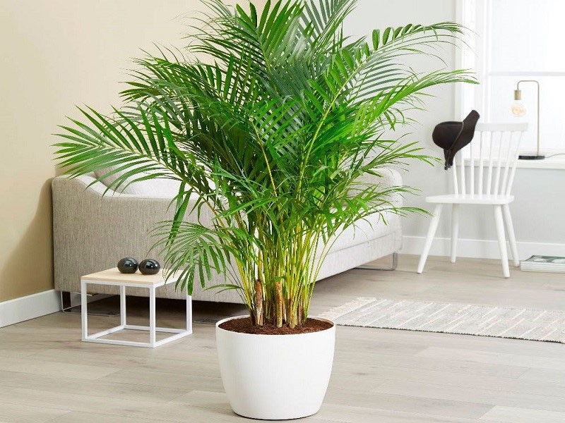 chrysalidocarpus-hoito