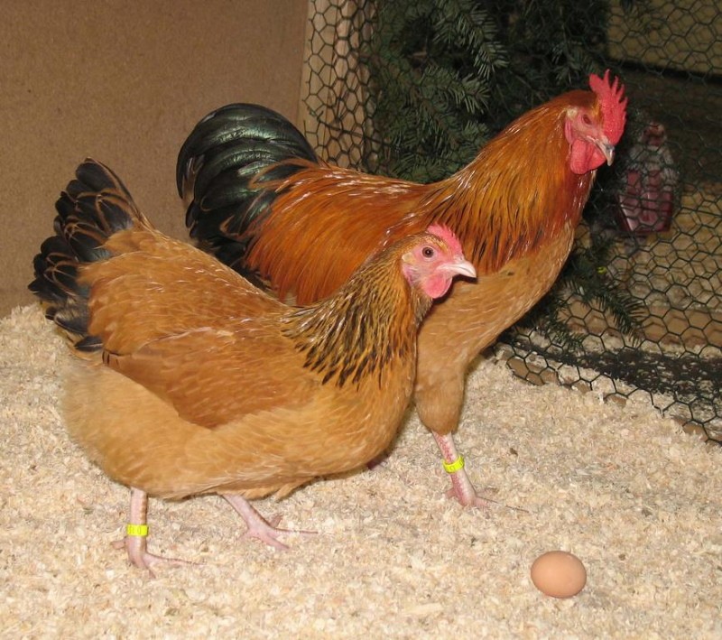 kasvattaa kettu kananpoikasia kotona