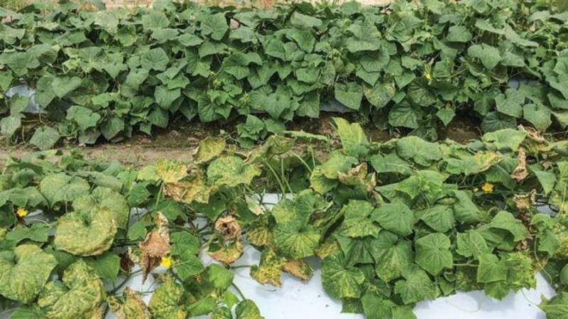 kurkut, joihin peronosporoosi vaikuttaa
