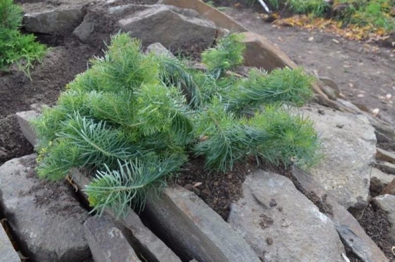 sypressi maitolevypensas