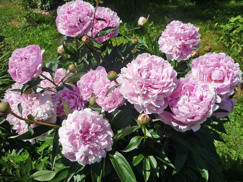 rehevä pioni Sarah Bernhardt
