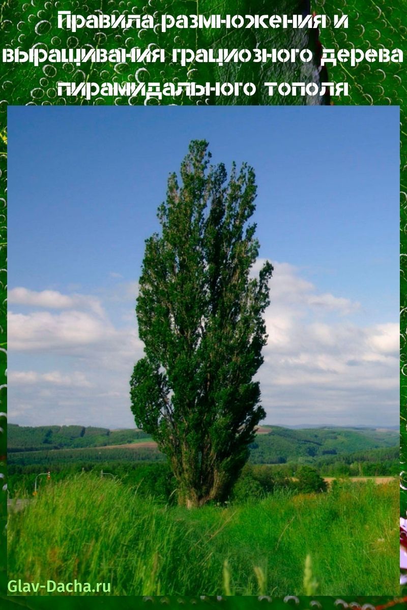 Lombardian poppeli