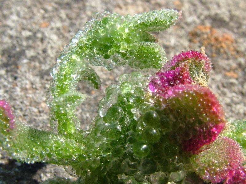 mesembryanthemum-lehdet