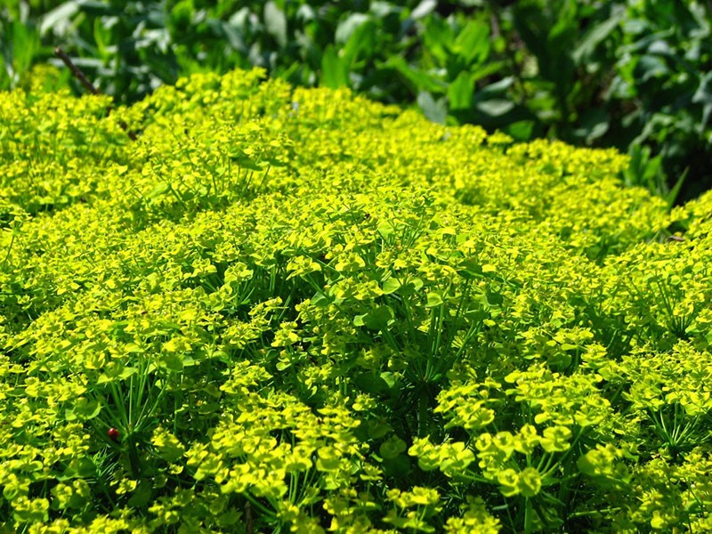sypressi-spurge sivustolla