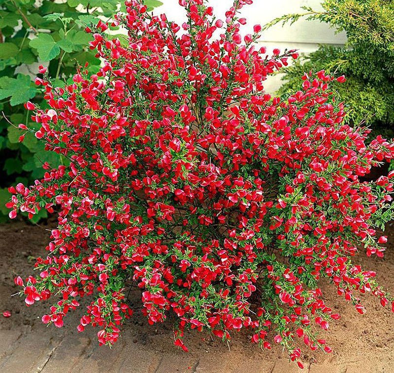 Boskop Ruby -lajike
