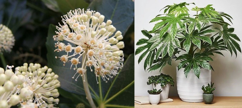kukkiva fatsia