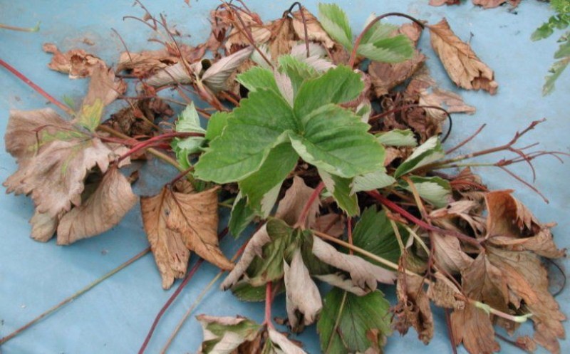mansikka verticillary wilt