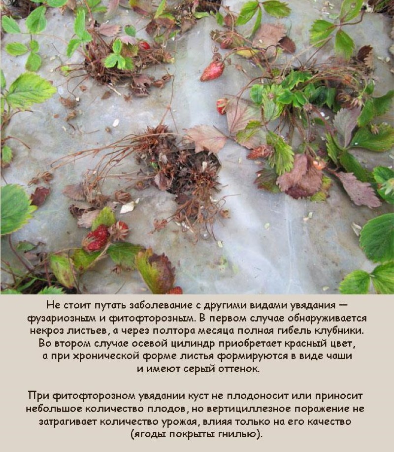 verticillus-sieni mansikoilla