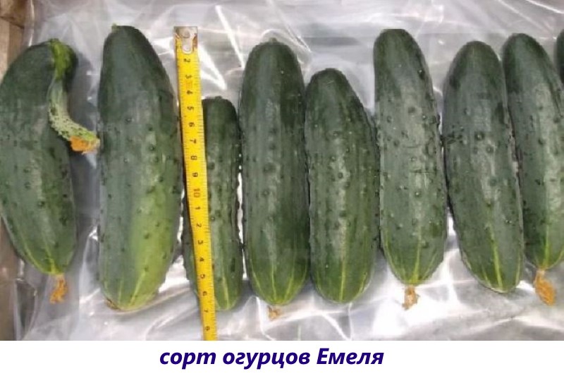 Emelian kurkkulajike