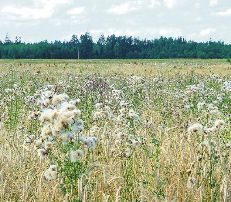 rikkaruohot vehnässä
