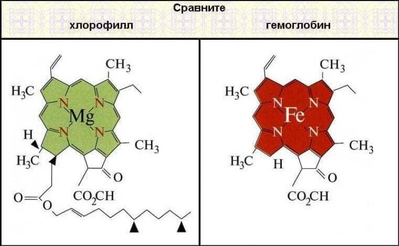 klorofylli- ja hemoglobiinimolekyylien rakenne