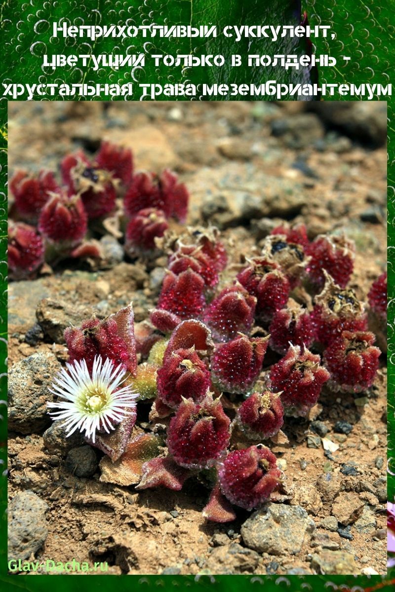 kristalliruoho mesembriantemum