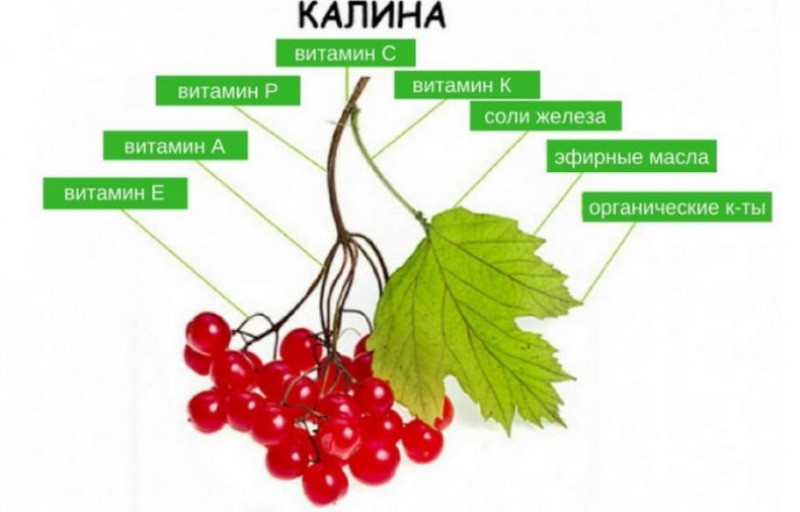 viburnumin koostumus