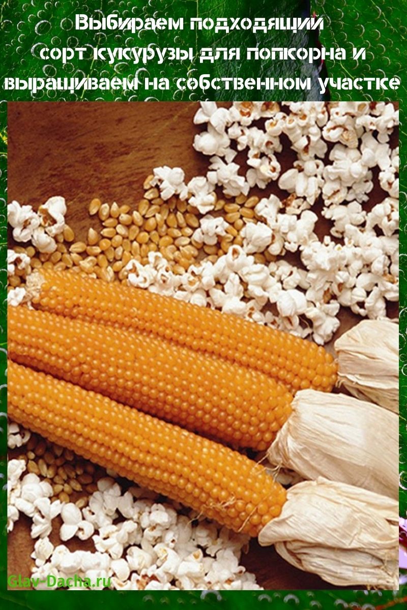 popcorn maissi