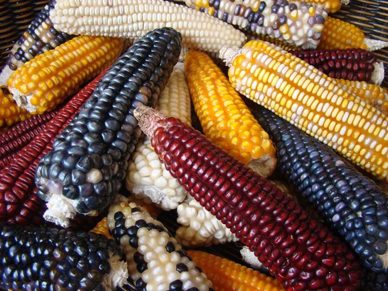 maissilajikkeet popcornille