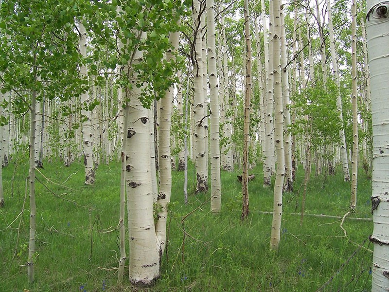 tavallinen haapa