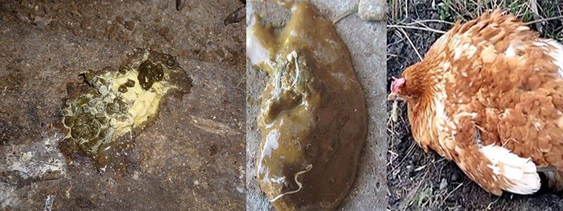 ripuli kanoilla