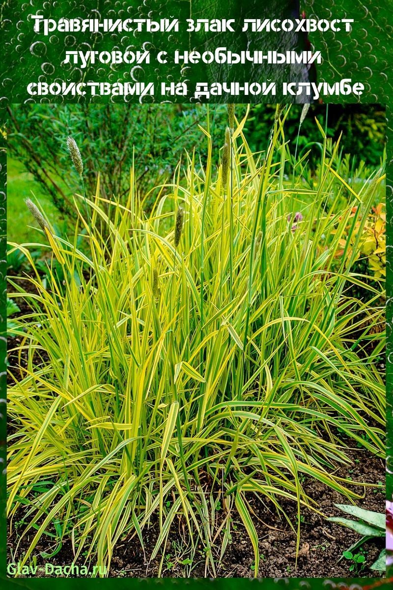 niitty foxtail