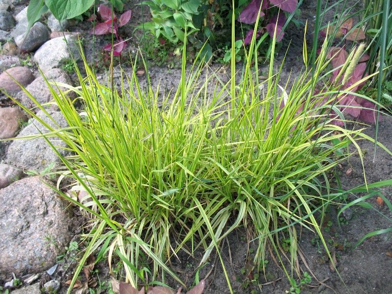 ruoho monivuotinen foxtail-niitty