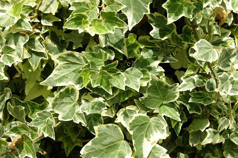 araliaceae-kasvi