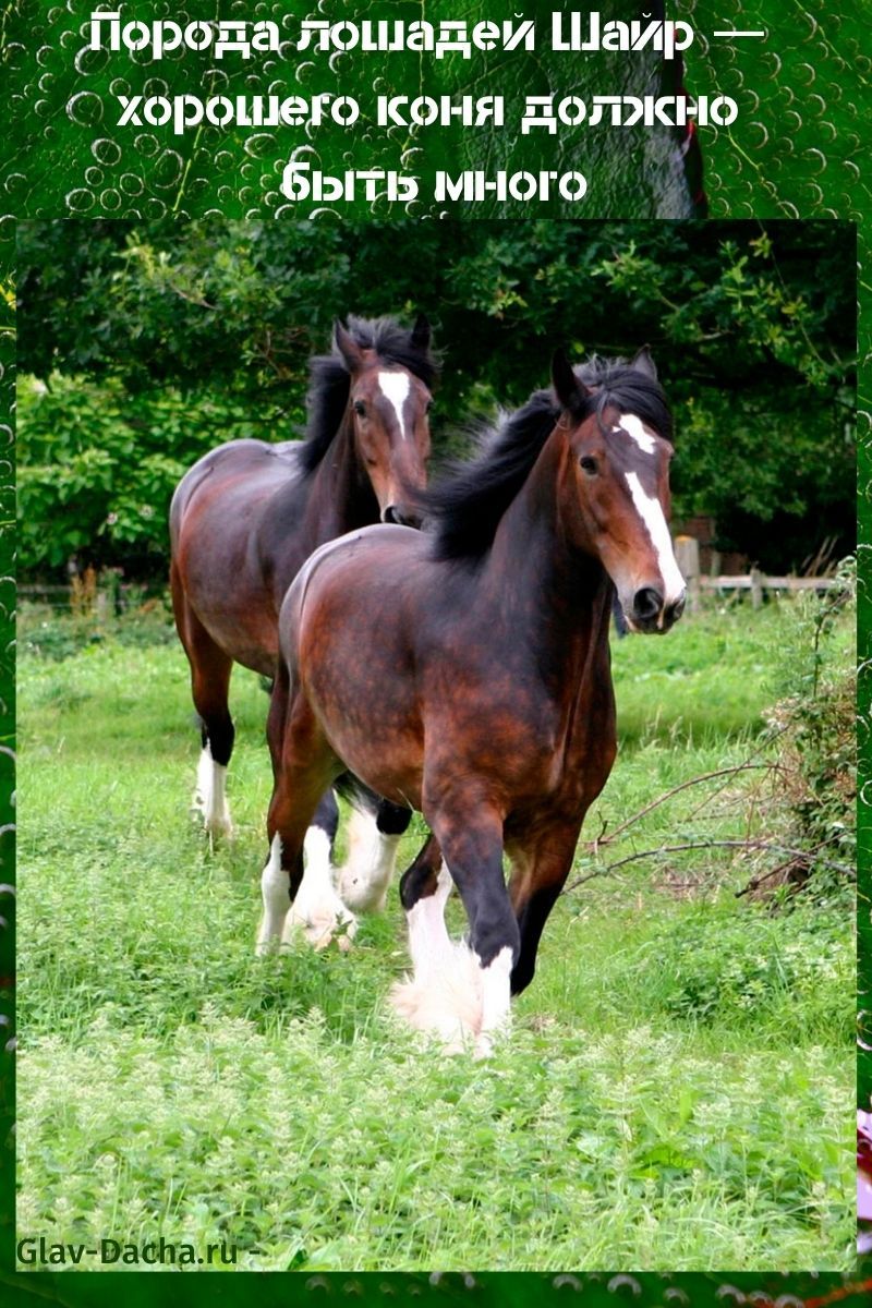 hevosrotu shire