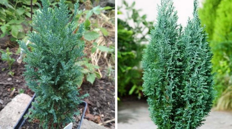 Elwoodin sypressin istuttaminen ja hoitaminen