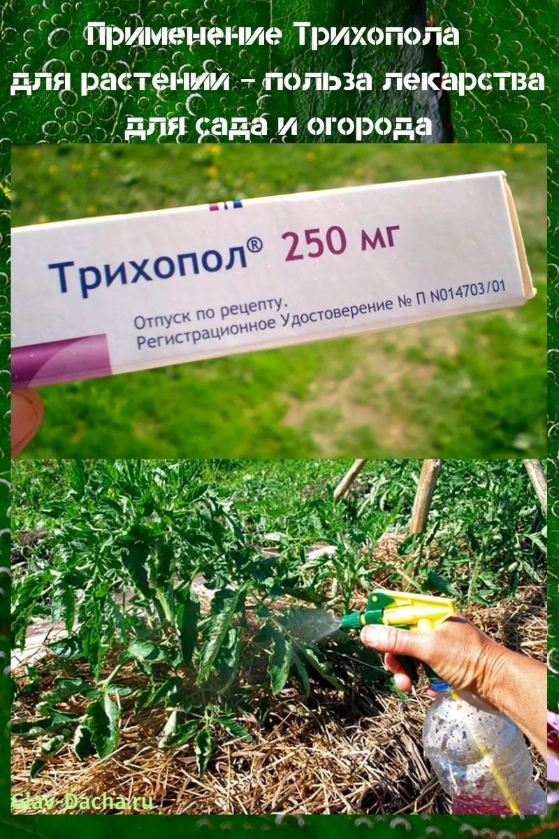 trichopolumin käyttö kasveissa