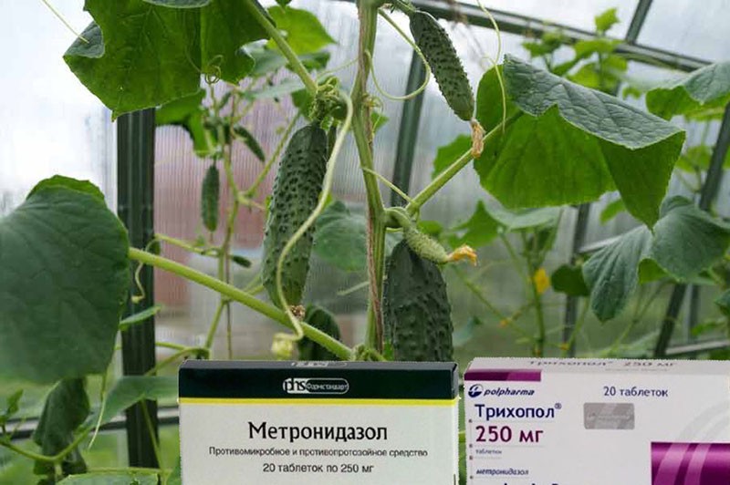trichopolumin käyttö kasveissa