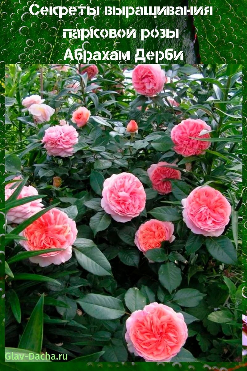 rose abraham derby