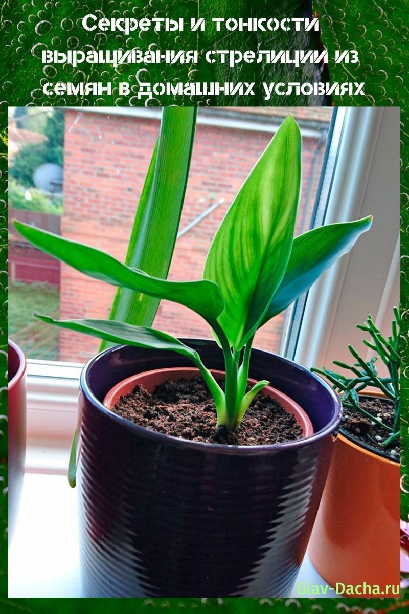 strelitzia siemenistä kotona