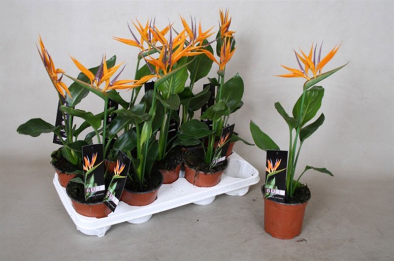 strelitzia siemenistä kotona