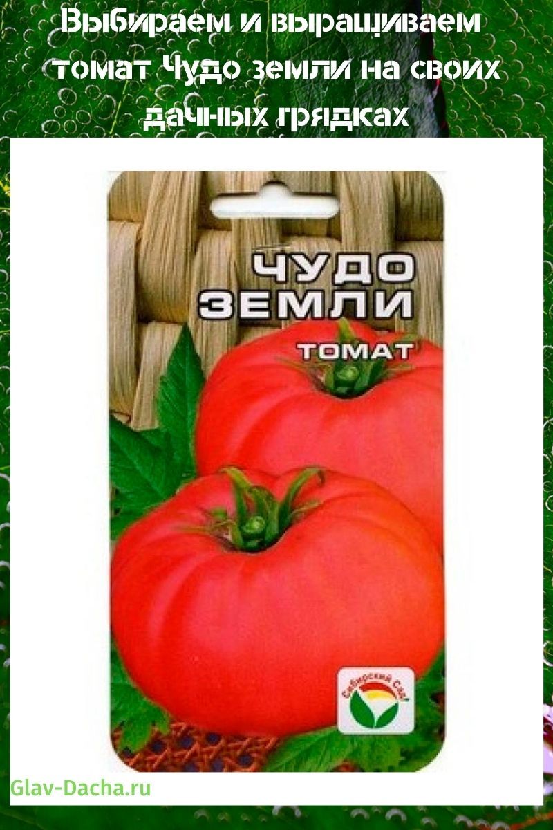 tomaatti ihme maan päällä