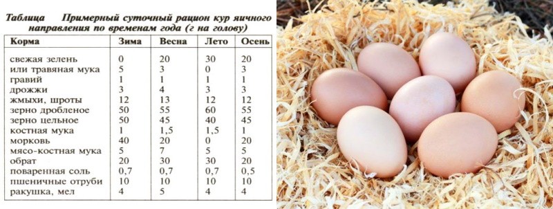 vitamiinien rooli munivien kanojen ravinnossa