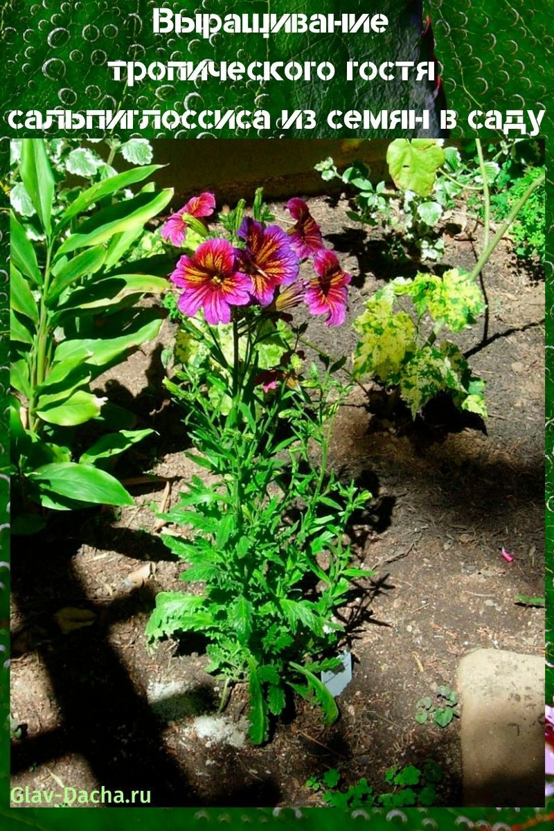 kasvava salpiglossis siemenistä