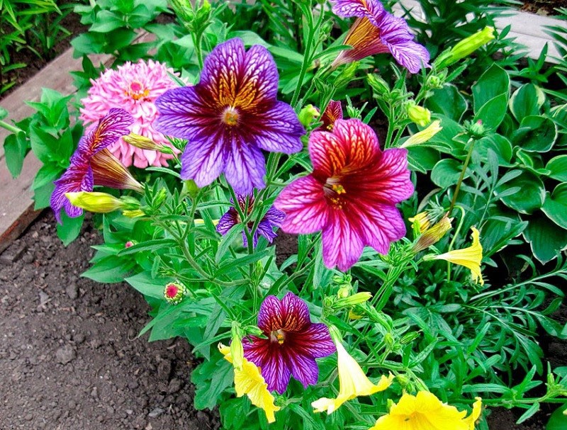 kukkapenkkien koristelu salpiglossis