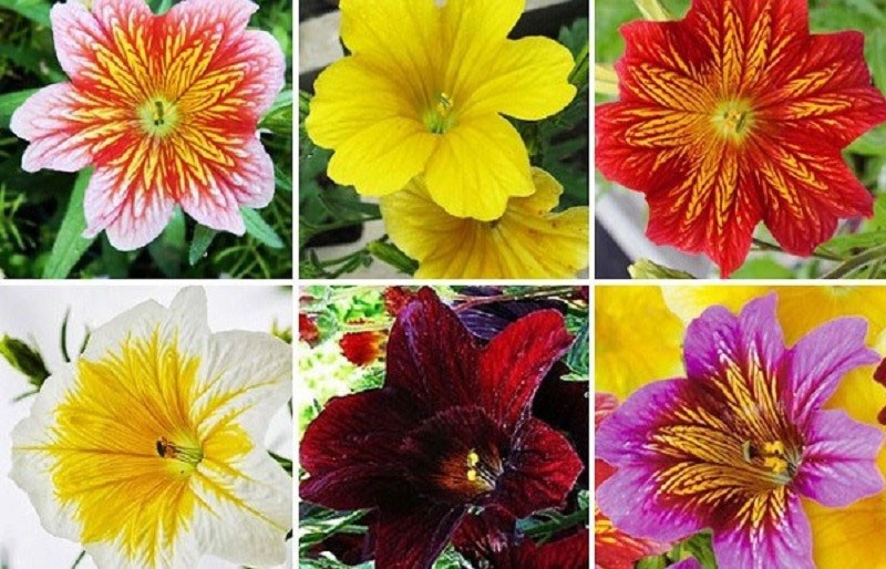 lajikkeet salpiglossis