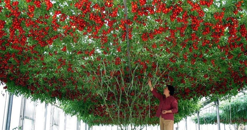 majesteettinen tomarillo bush